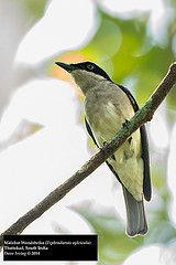 Tephrodornis sylvicola
