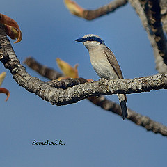 Tephrodornis pondicerianus