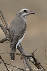 Tephrodornis affinis