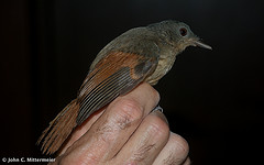 Philentoma pyrhoptera