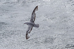 Fulmarus glacialoides