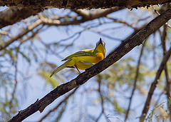 Malaconotus blanchoti