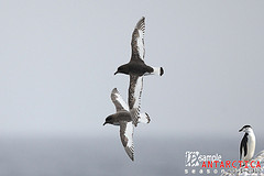 Thalassoica antarctica