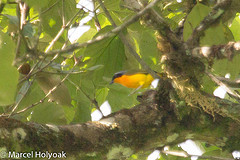 Chlorophoneus multicolor