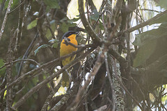 Chlorophoneus nigrifrons