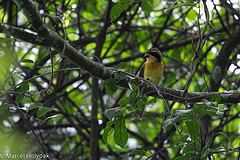 Chlorophoneus olivaceus