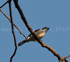 Chlorophoneus bocagei