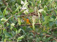 Chlorophoneus sulfureopectus