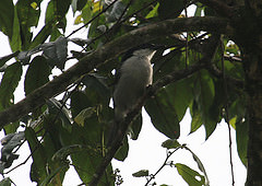 Dryoscopus angolensis