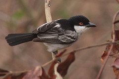 Dryoscopus gambensis