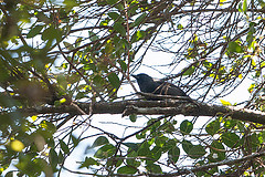 Laniarius fuelleborni