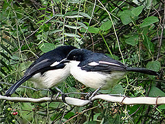 Laniarius aethiopicus