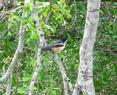 Laniarius ferrugineus