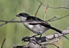 Laniarius bicolor
