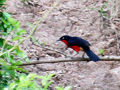 Laniarius erythrogaster