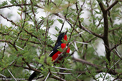 Laniarius atrococcineus