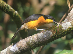 Laniarius atroflavus