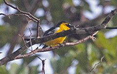 Machaerirhynchus nigripectus