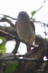 Calicalicus madagascariensis