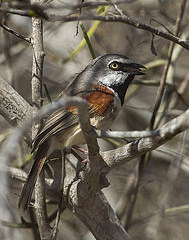 Calicalicus rufocarpalis