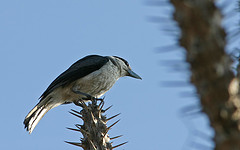 Xenopirostris xenopirostris