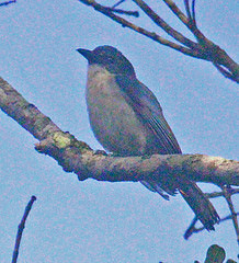 Cyanolanius madagascarinus