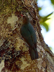 Hypositta corallirostris