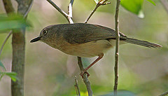 Newtonia brunneicauda