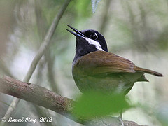 Mystacornis crossleyi