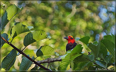 Pityriasis gymnocephala