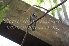 Artamus leucorynchus