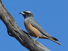 Artamus superciliosus