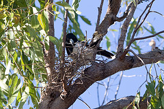 Cracticus nigrogularis