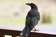 Strepera fuliginosa