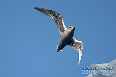 Aphrodroma brevirostris