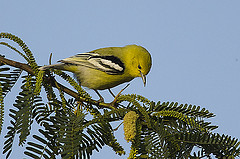 Aegithina nigrolutea