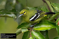 Aegithina viridissima