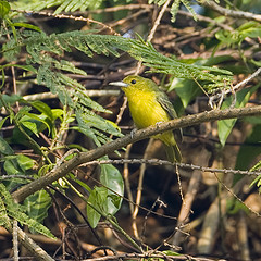 Aegithina lafresnayei