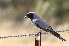 Coracina novaehollandiae