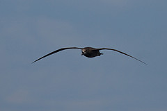 Pterodroma macroptera