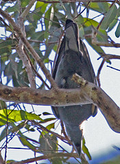 Coracina caeruleogrisea