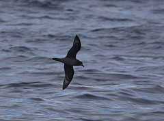 Pterodroma solandri
