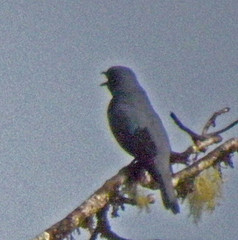 Coracina tenuirostris