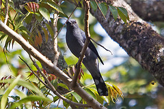 Coracina melaschistos