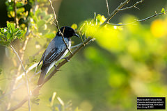 Coracina melanoptera