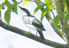 Lalage melanoleuca