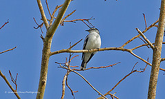 Lalage leucopygialis