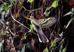 Campephaga phoenicea