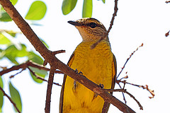 Campephaga quiscalina