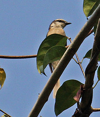 Pericrocotus cantonensis